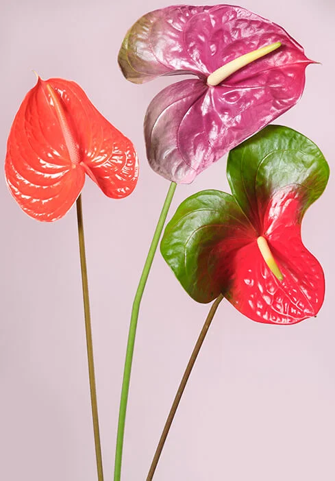 За цветами в 7ЦВЕТОВ