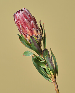Сайт 7 цветов москва гвоздика красная