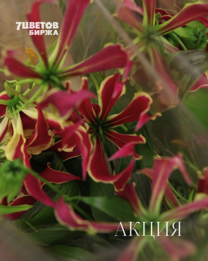 АКЦИИ на предстоящий вторник 25.11 В БИРЖЕ!