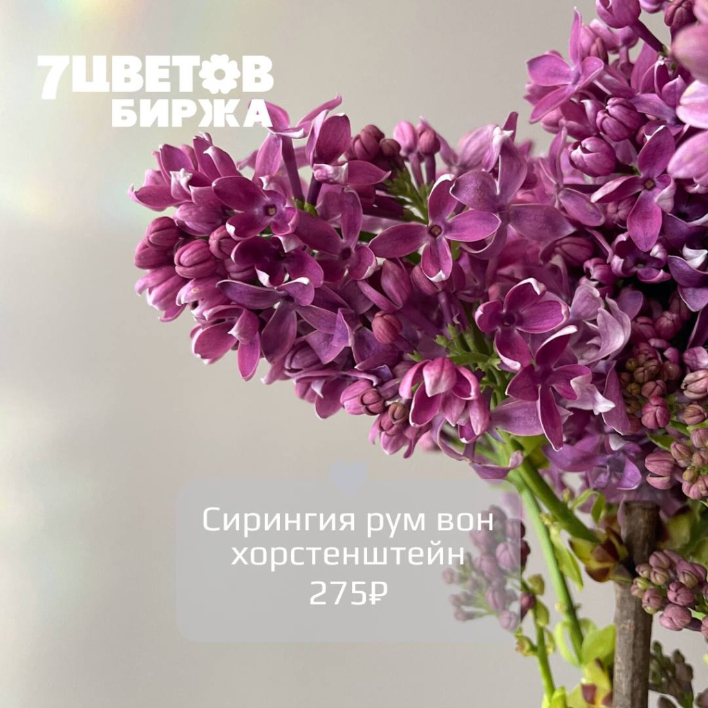 Вероника Smart Enjoyce