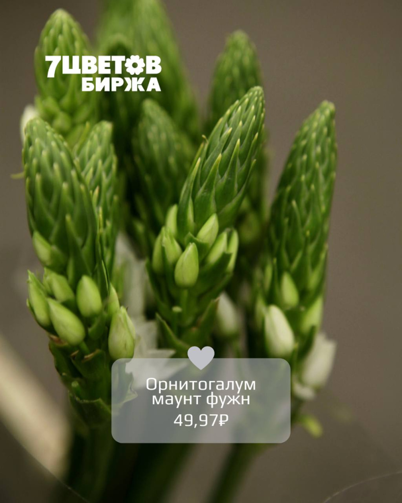 орнит.jpg орнит.jpg