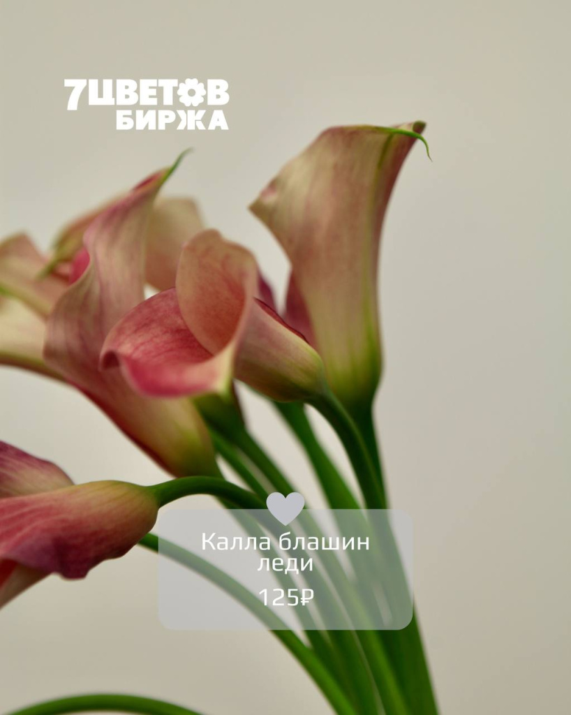 Тд2309_3.jpg Тд2309_3.jpg