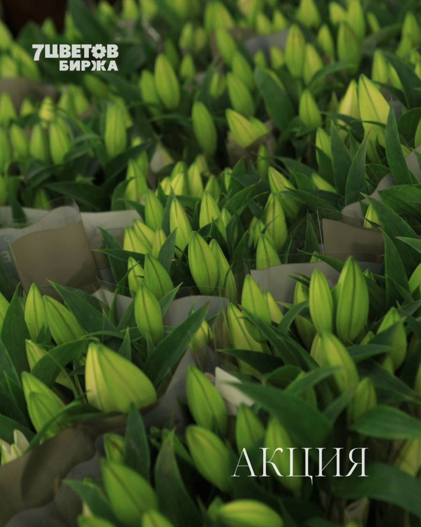 АКЦИИ на предстоящую пятницу 14.11 В БИРЖЕ!