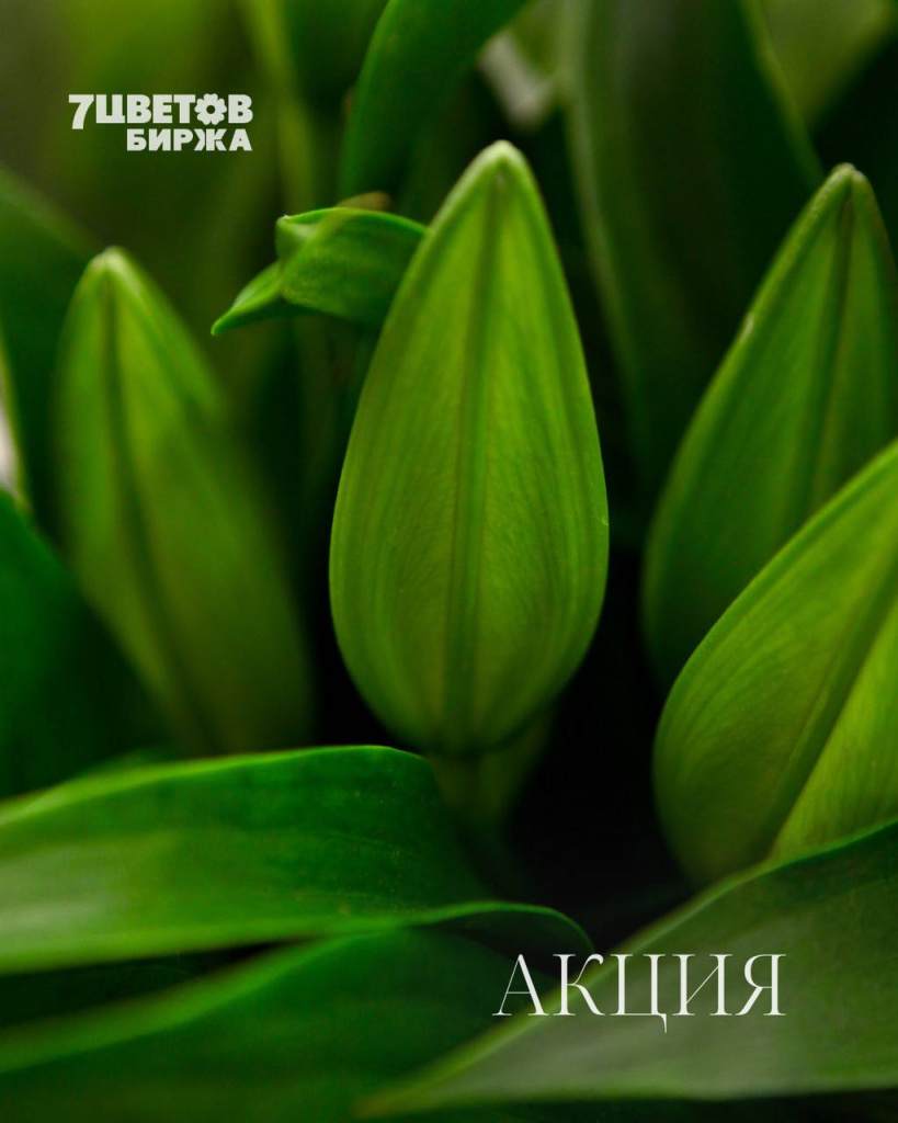 АКЦИИ на предстоящий вторник 24.02 В БИРЖЕ!