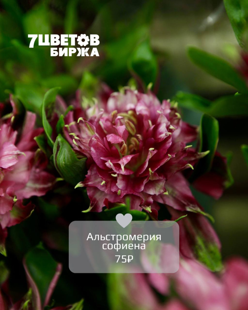 альс.jpg альс.jpg