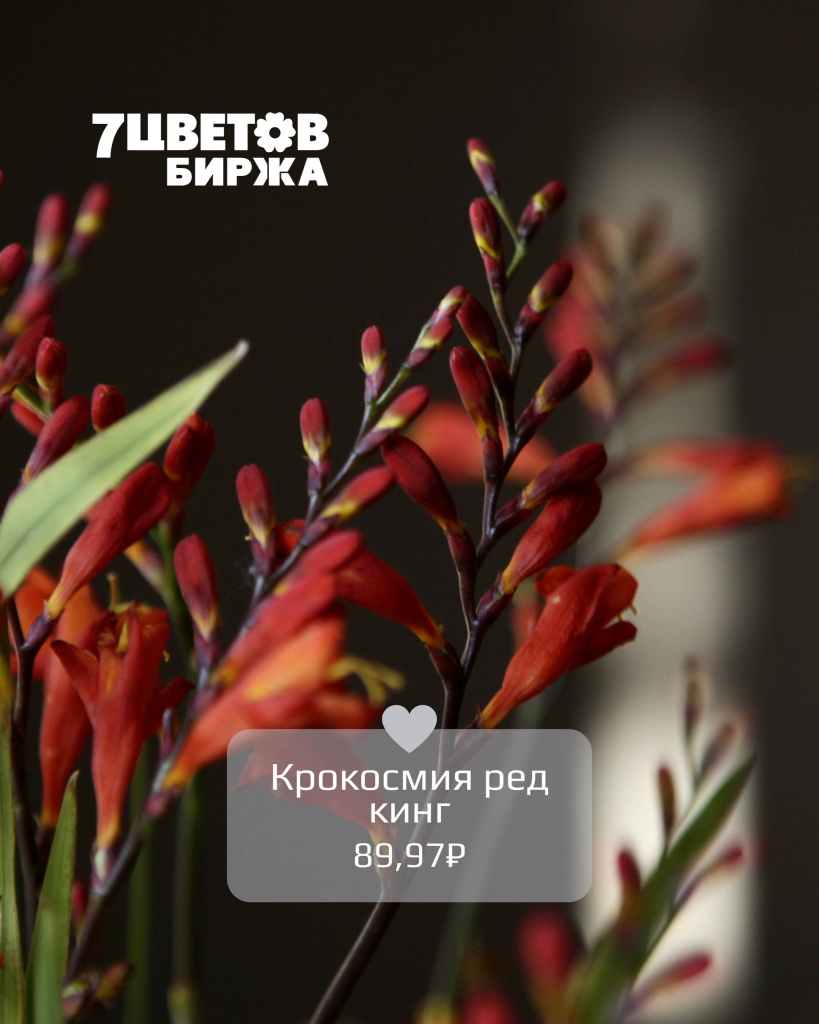 ТД2608_1.jpg ТД2608_1.jpg