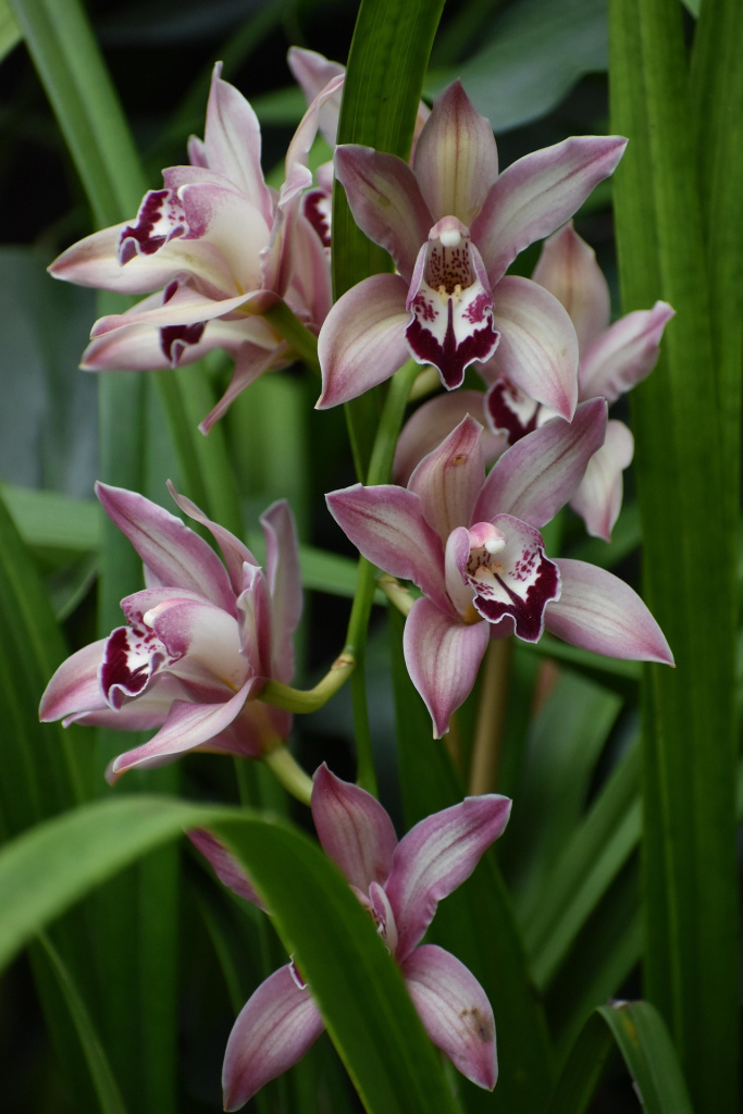 Цимбидиум (2).jpg