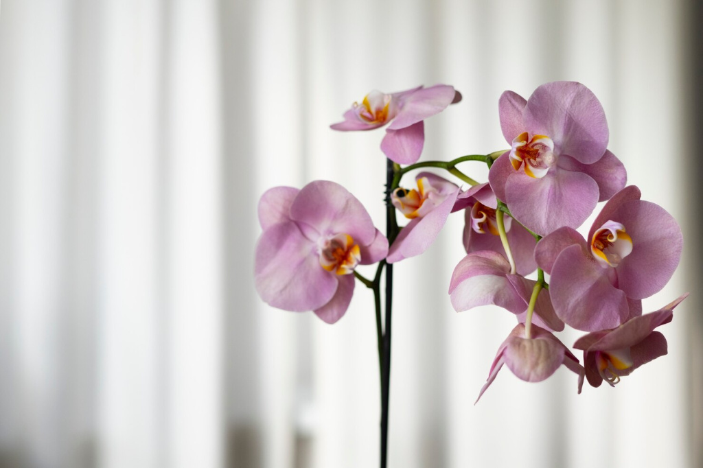 close-up-beautiful-orchids_23-2150960622.jpg