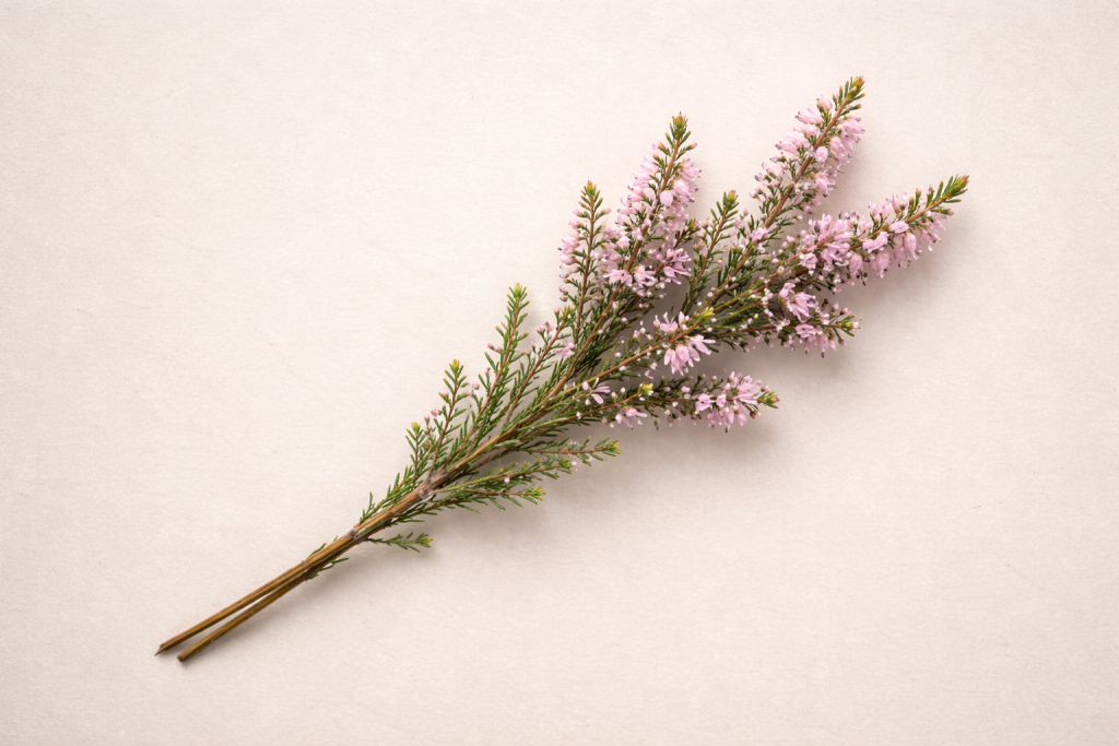 эрика4.png эрика4.png