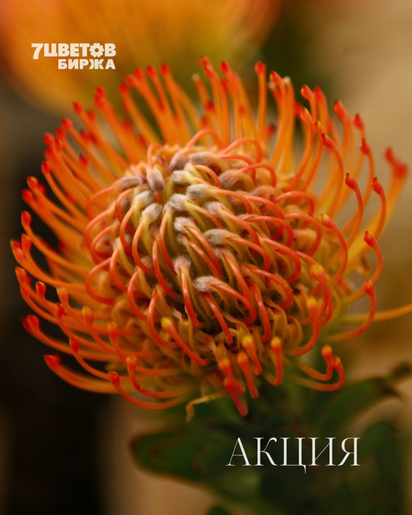 АКЦИИ на предстоящий вторник 24.03 В БИРЖЕ!