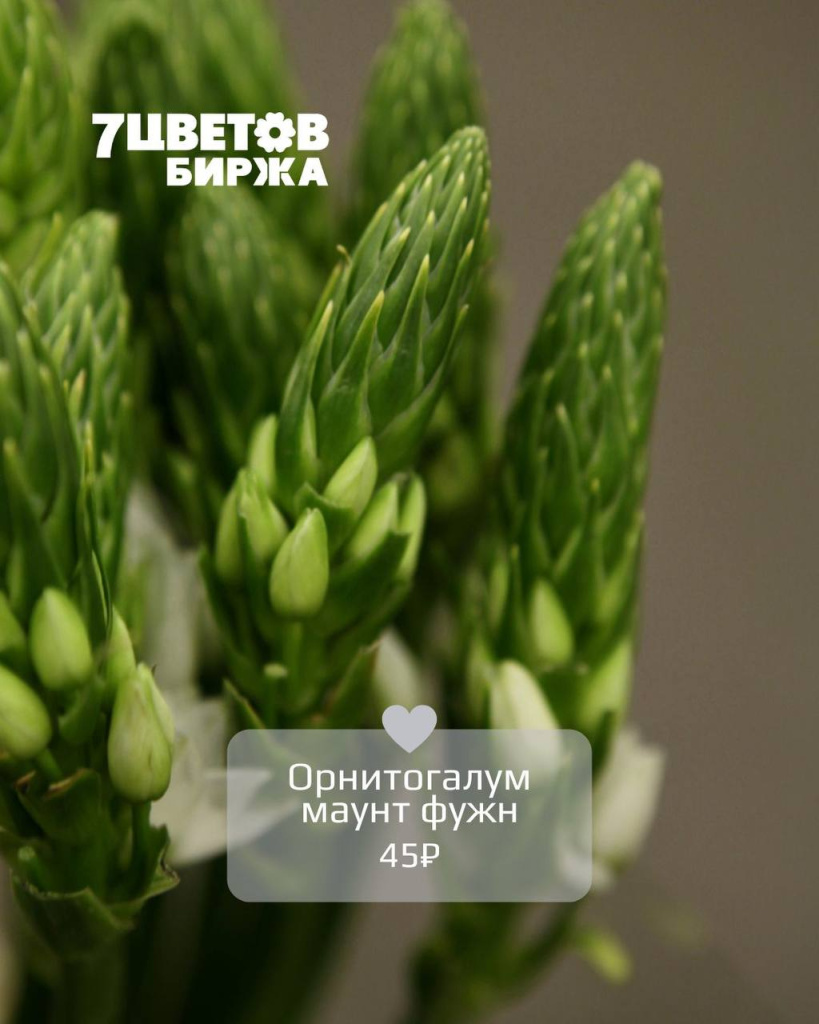 Орнитогалум маунт фужн.jpg