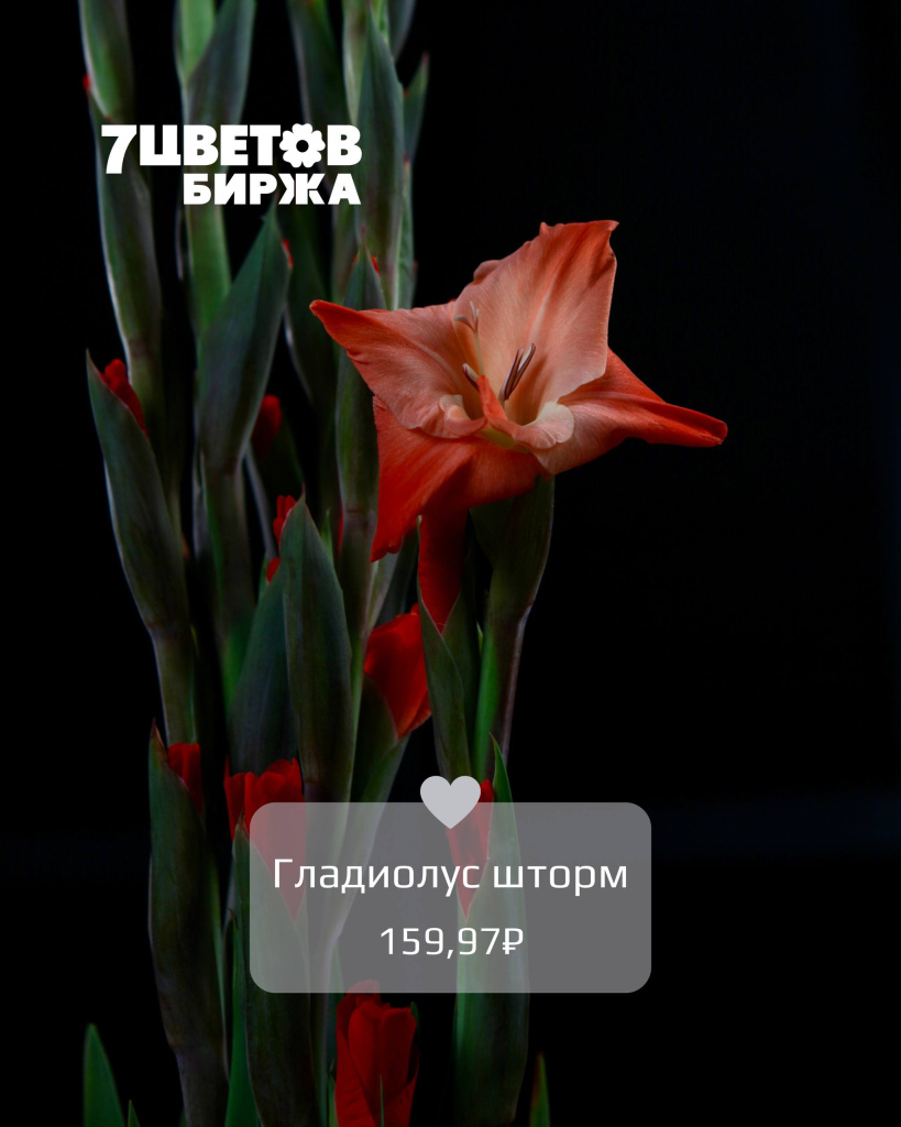 Тд2908_1.jpg Тд2908_1.jpg