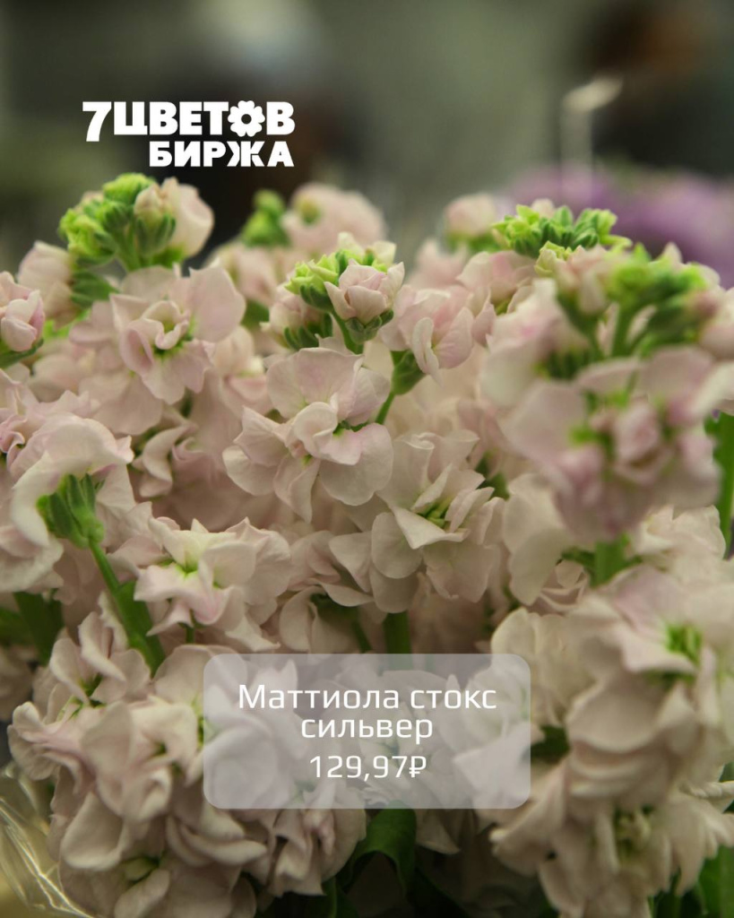 Тд1710_2.jpg Тд1710_2.jpg