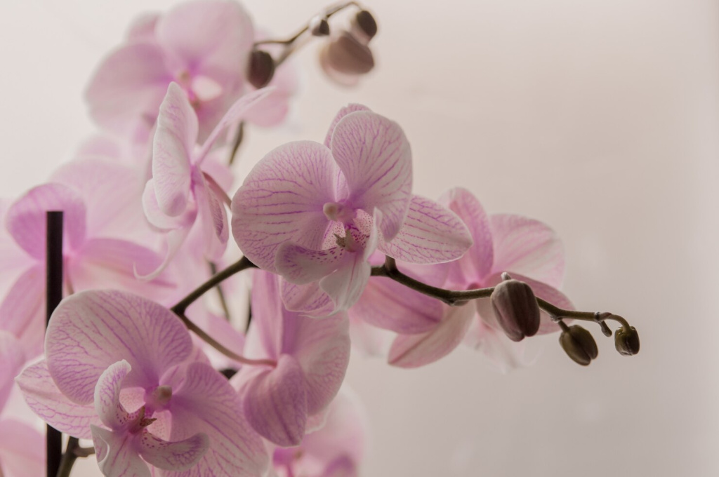 close-up-pink-orchids-light-abstract-background-pink-orchid-pot-white-background-image-love-beauty-natural-background-design-element_1391-359.jpg