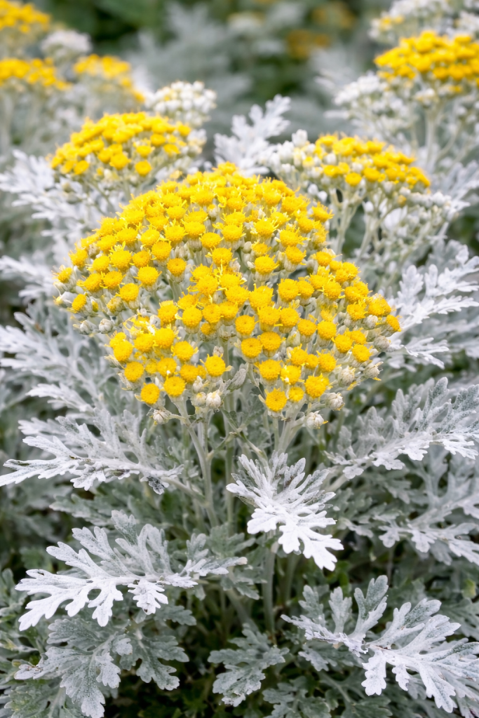 цинерария.png цинерария.png