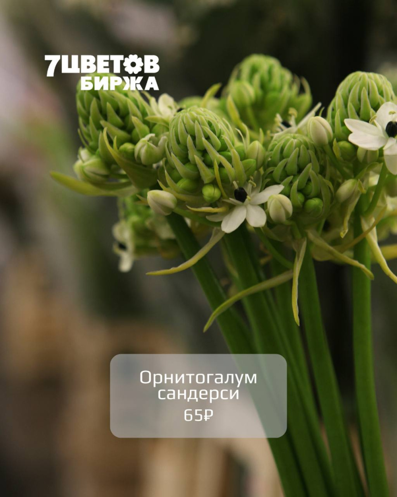 Тд1710_3.jpg Тд1710_3.jpg