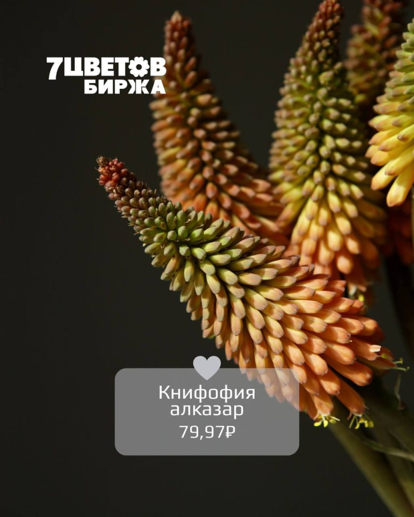 тд1107_1.jpg тд1107_1.jpg