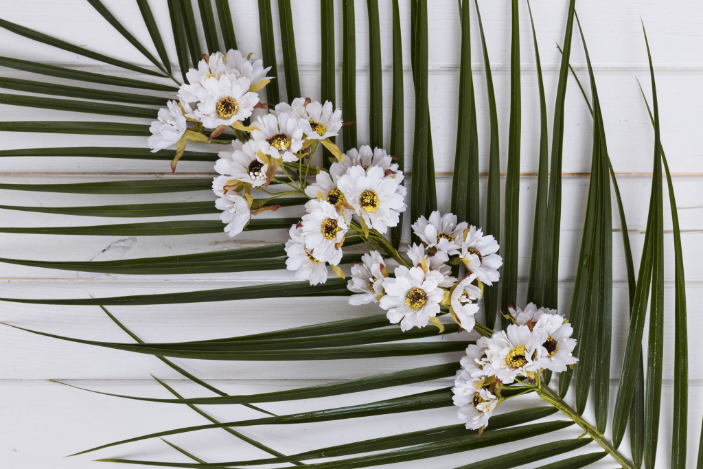 cvety-na-steble-pal-my-sverhu.jpg изображение белых цветов