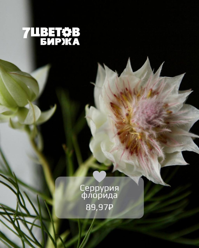 ТД1609_2.jpg ТД1609_2.jpg