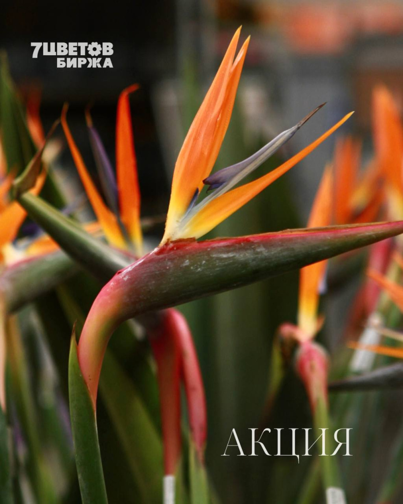 АКЦИИ на предстоящую пятницу 21.11 В БИРЖЕ!