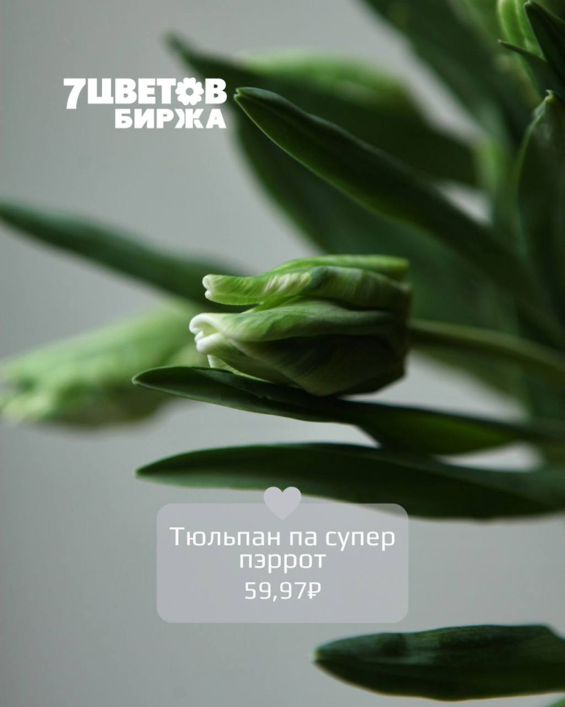 Тюльпан па супер пэррот.jpg Тюльпан па супер пэррот.jpg