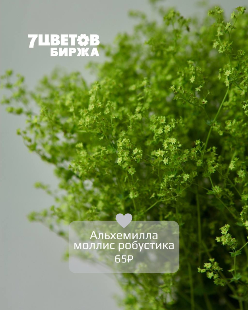 альх.jpg альх.jpg