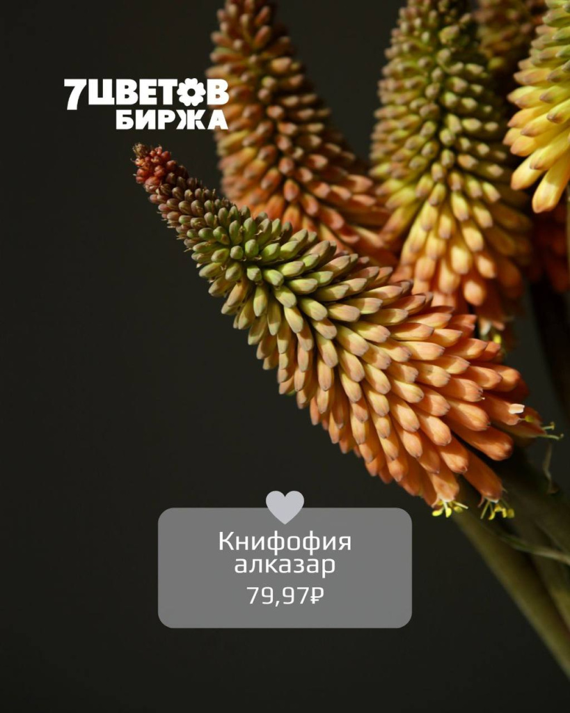 ТД1807_4.jpg ТД1807_4.jpg
