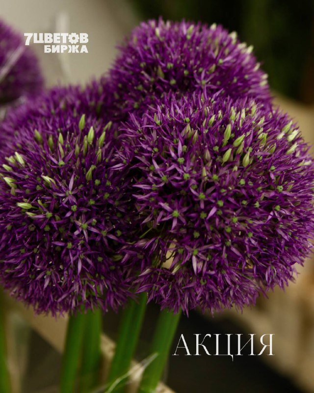 АКЦИИ на предстоящий вторник 17.03 В БИРЖЕ!