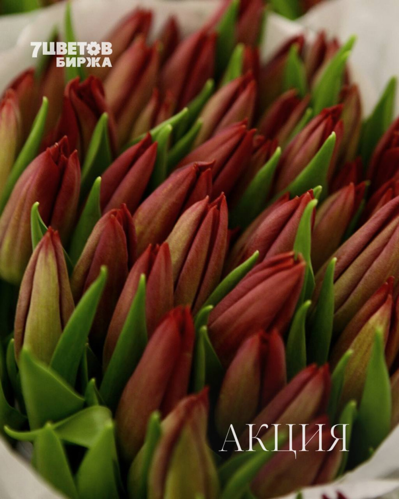 АКЦИИ на предстоящую пятницу 06.02 В БИРЖЕ!