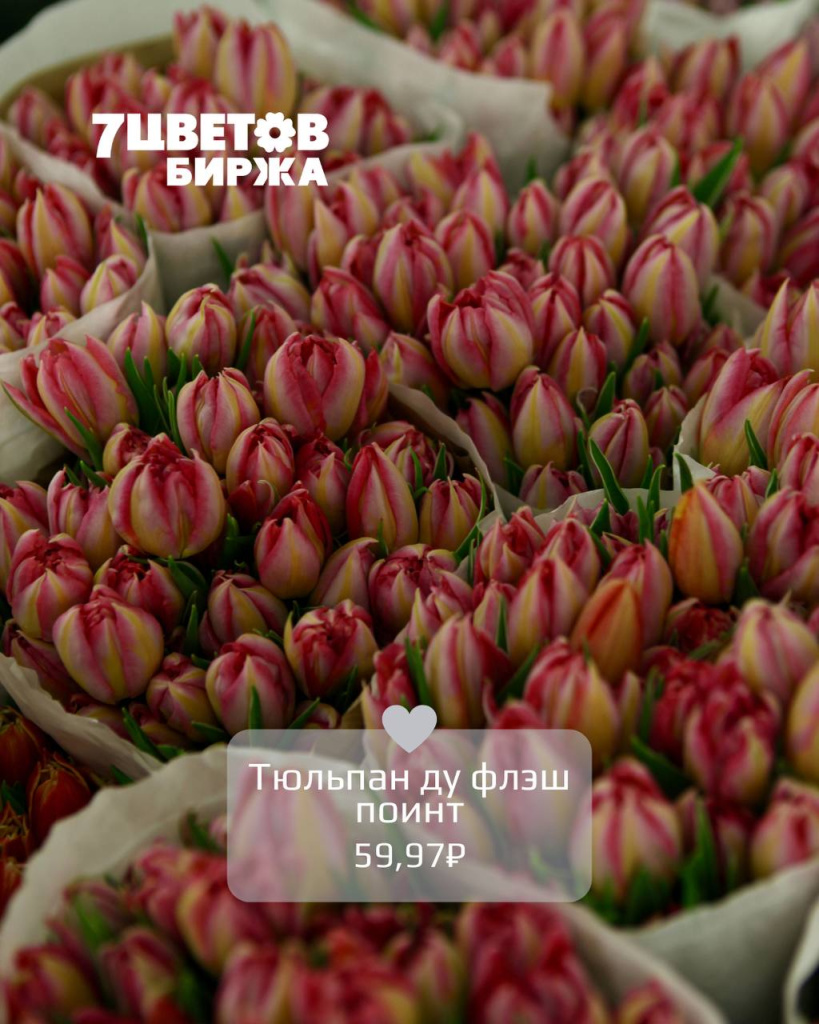 Тюльпан ду флэш поинт.jpg Тюльпан ду флэш поинт.jpg