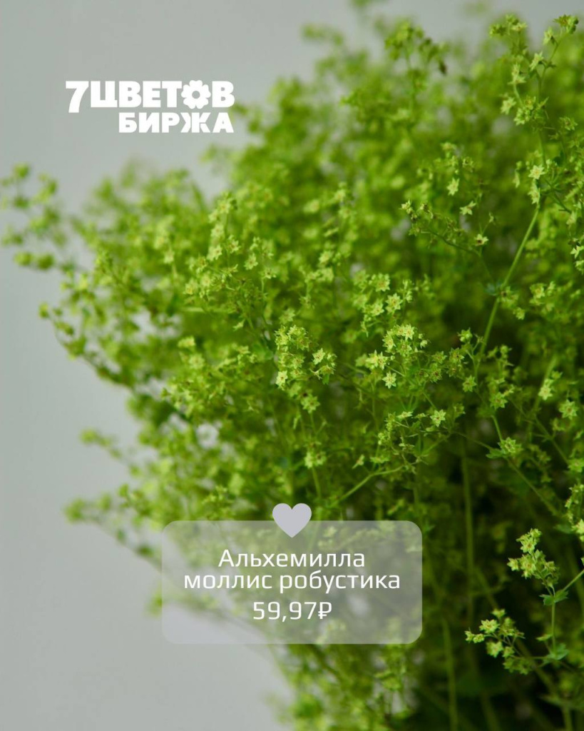 Альхемилла моллис робустика.jpg Альхемилла моллис робустика.jpg