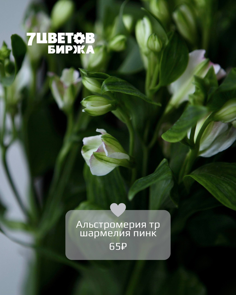 Тд2908_6.jpg Тд2908_6.jpg