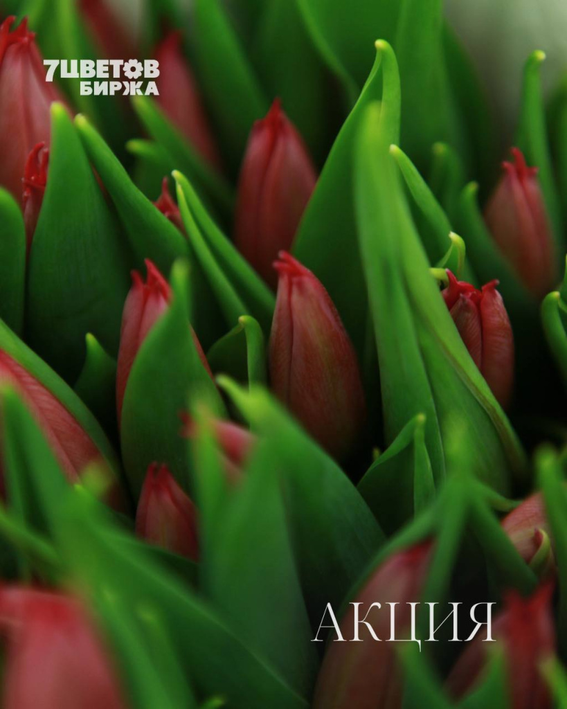 АКЦИИ на предстоящую пятницу 12.12 В БИРЖЕ!