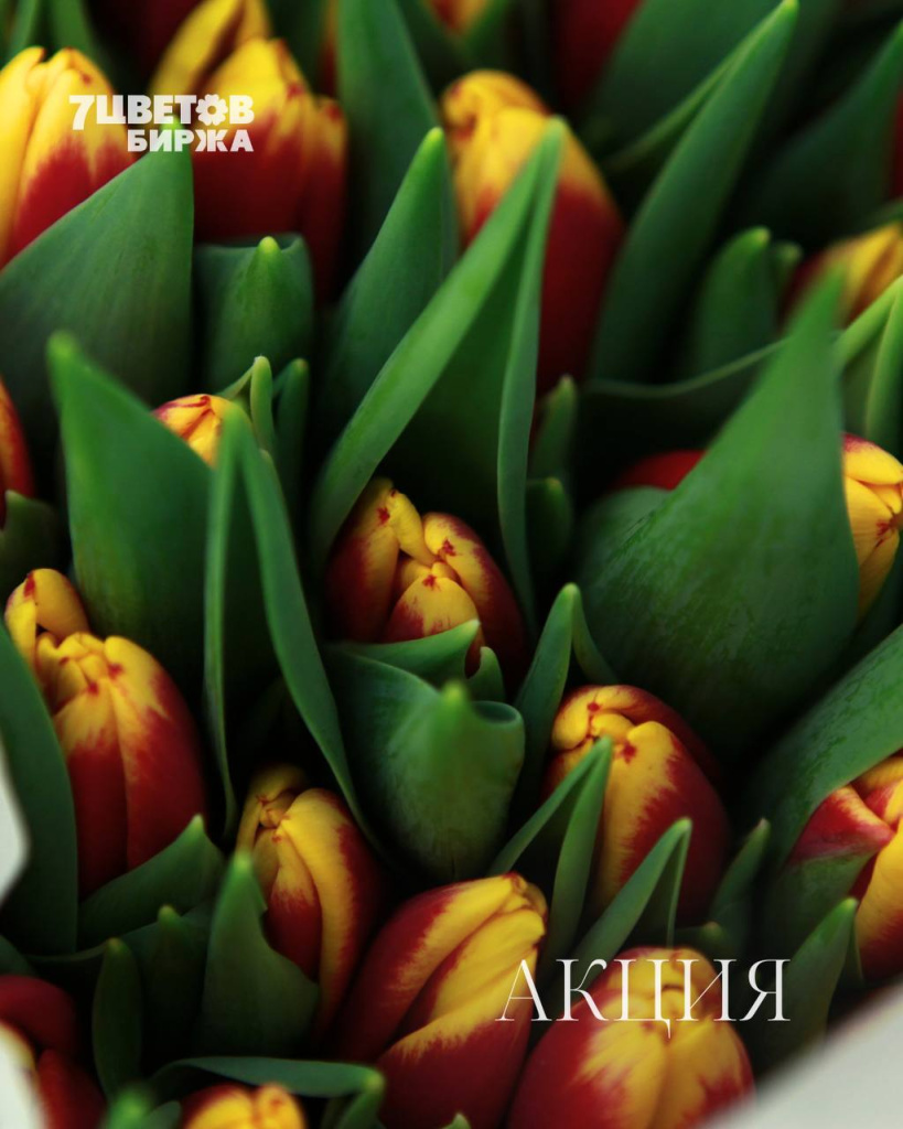 АКЦИИ на предстоящую пятницу 16.01 В БИРЖЕ!