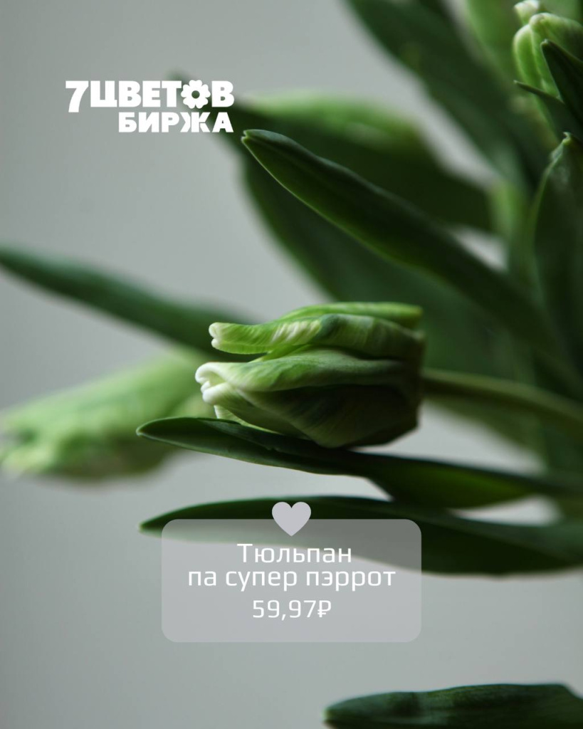 тюльп.jpg тюльп.jpg