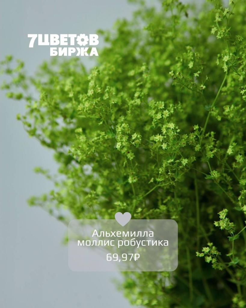 Тд2309_4.jpg Тд2309_4.jpg