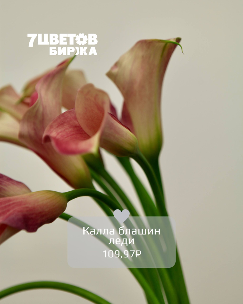 ТД2608_6.jpg ТД2608_6.jpg