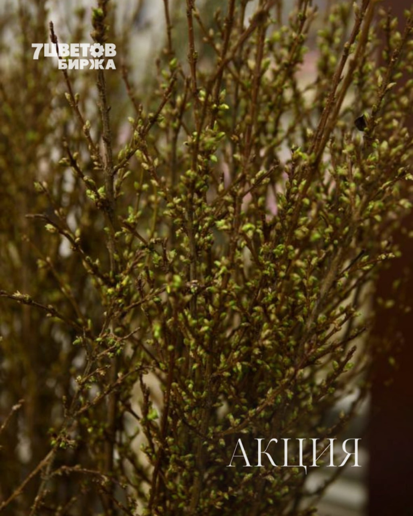 АКЦИИ на предстоящий вторник 03.02 В БИРЖЕ!