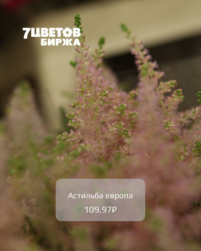5465618919985978374.jpg
