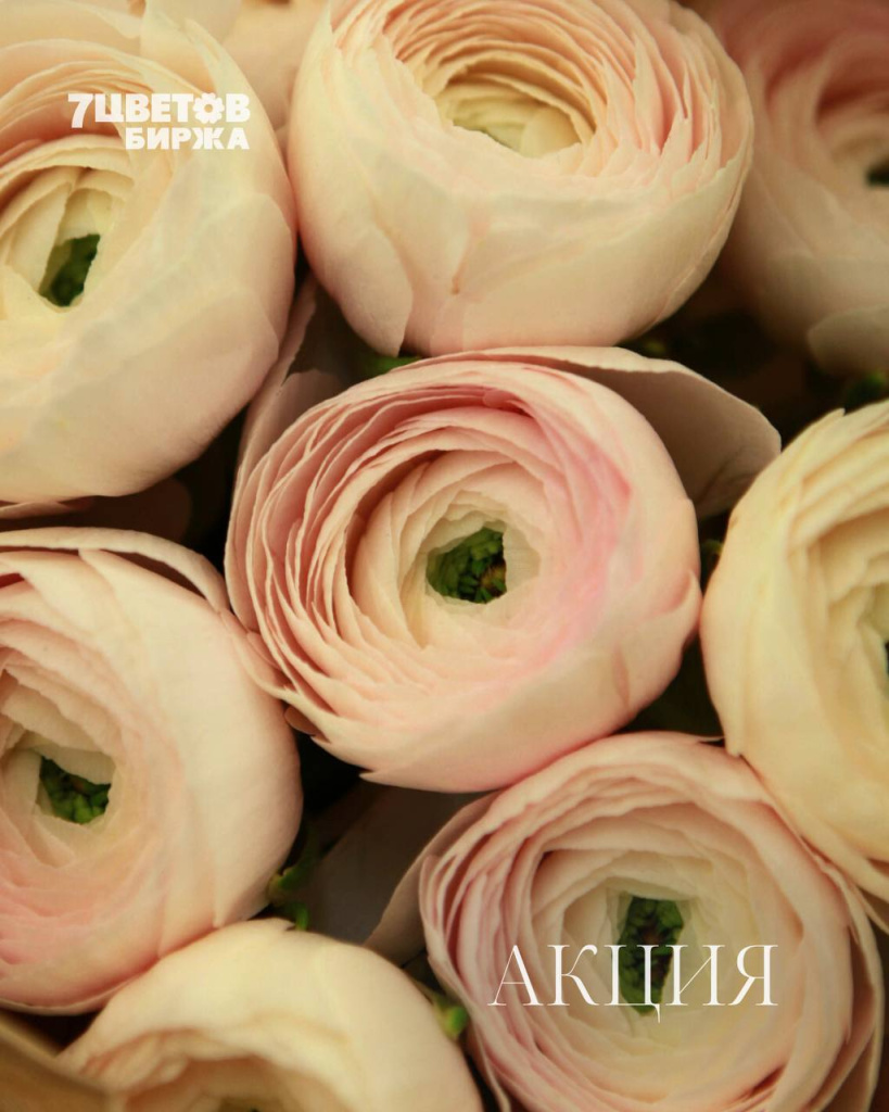 АКЦИИ на предстоящий вторник 27.01 В БИРЖЕ!