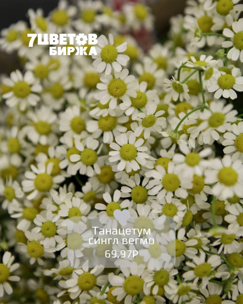 ТД2705_4.jpg ТД2705_4.jpg