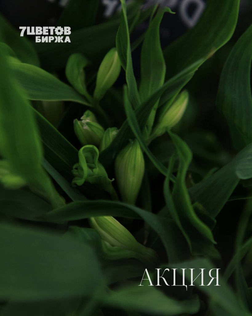 АКЦИИ на предстоящую пятницу 26.12 В БИРЖЕ!