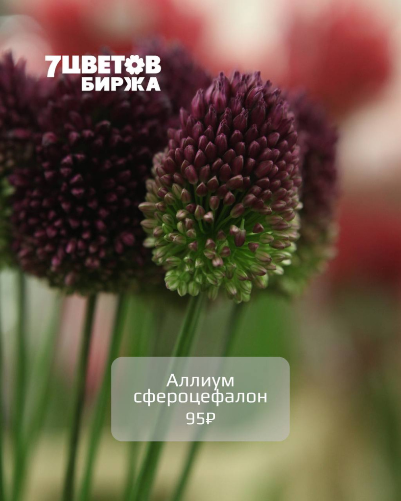 Тд1710_1.jpg Тд1710_1.jpg