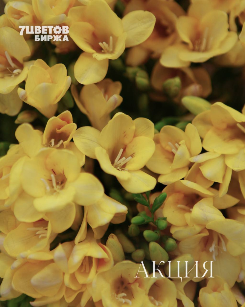 АКЦИИ на предстоящую среду 11.03 В БИРЖЕ!