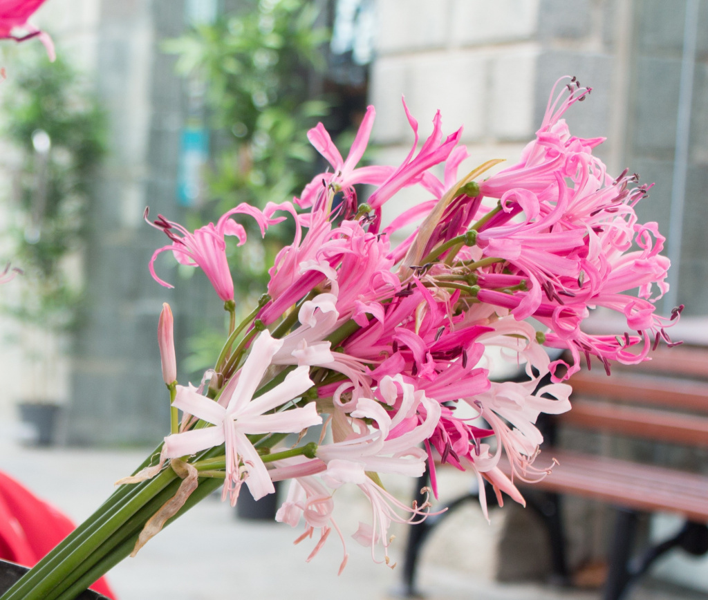 нерине.jpg нерине.jpg