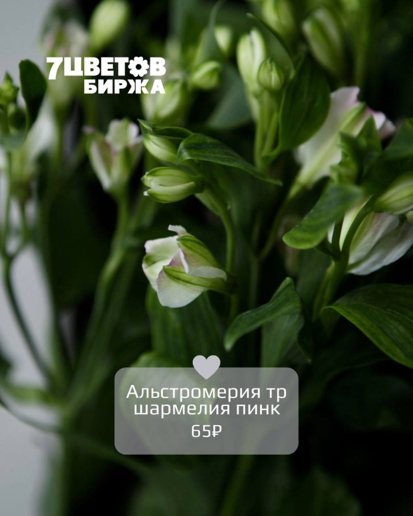 тд1006_2.jpg тд1006_2.jpg