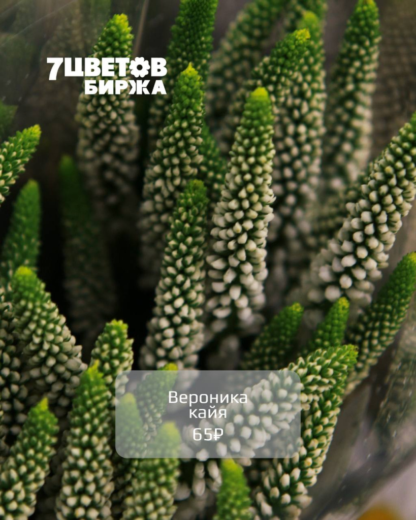 5244750145184797407.jpg 5244750145184797407.jpg