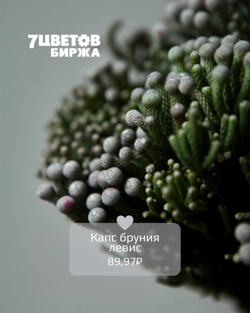 Капс бруния левис.jpg Капс бруния левис.jpg