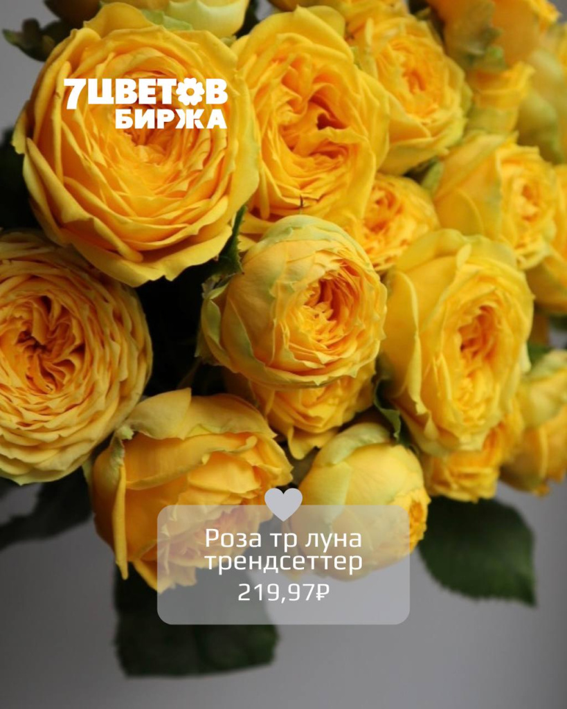 ТД2705_1.jpg ТД2705_1.jpg