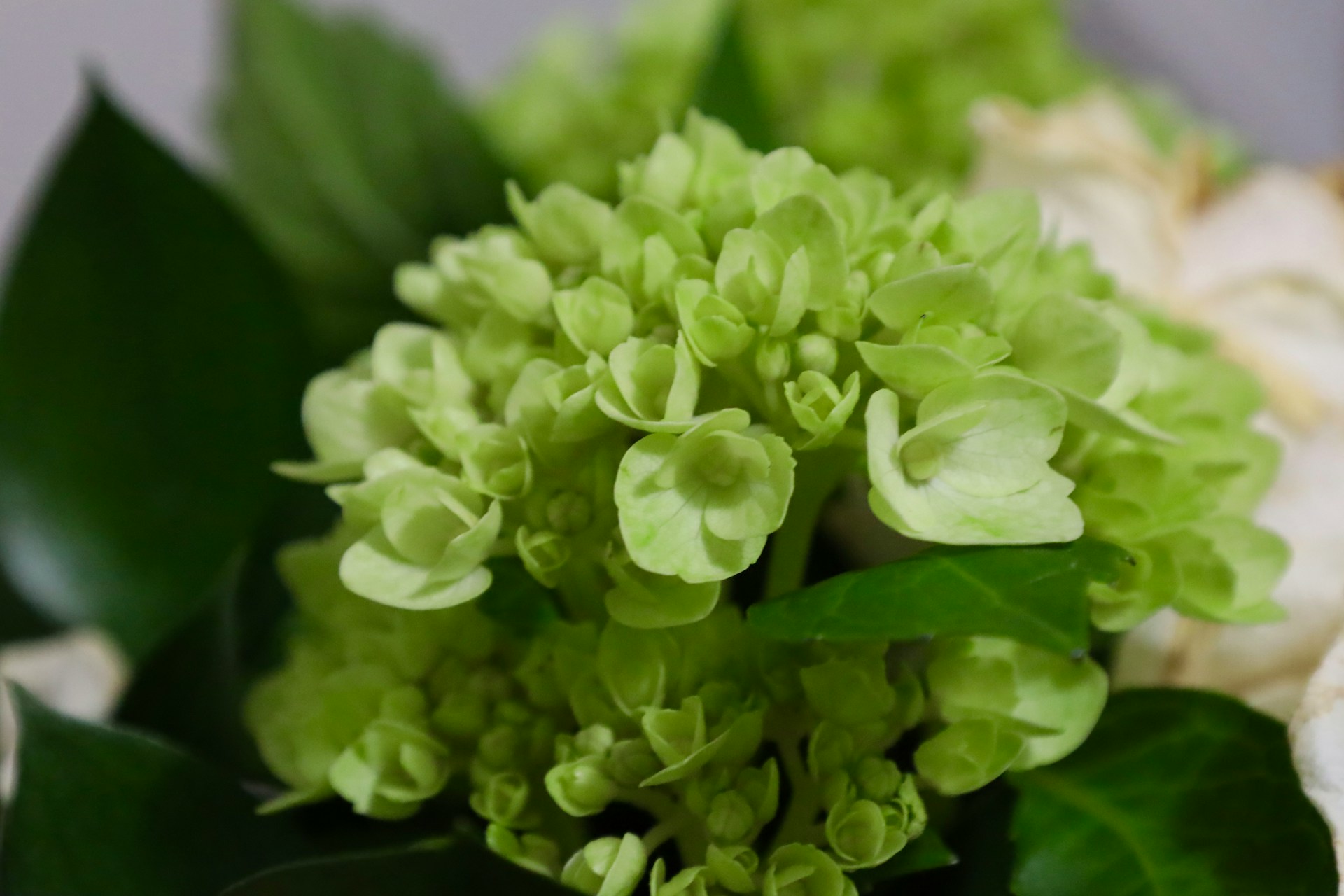 Гортензия метельчатая - фото